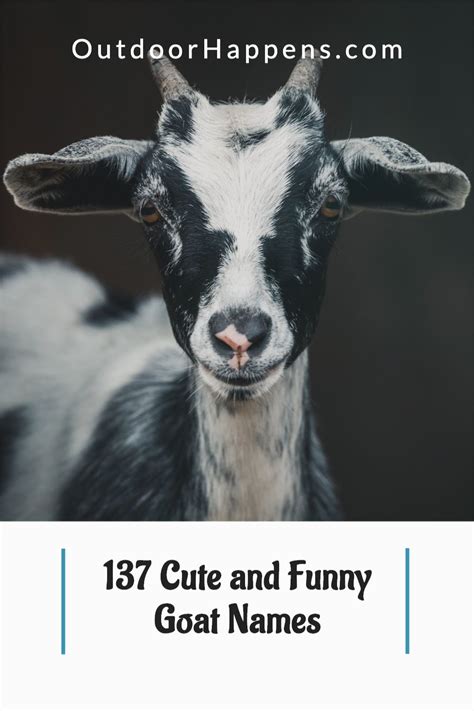 137 Cute and Funny Goat Names | Goats funny, Pet goat, Goats