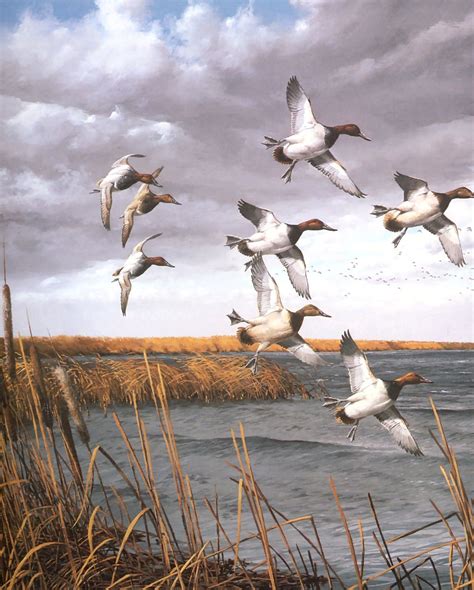 Работы художника David Maass (101 работ) | Waterfowl art, Hunting art ...