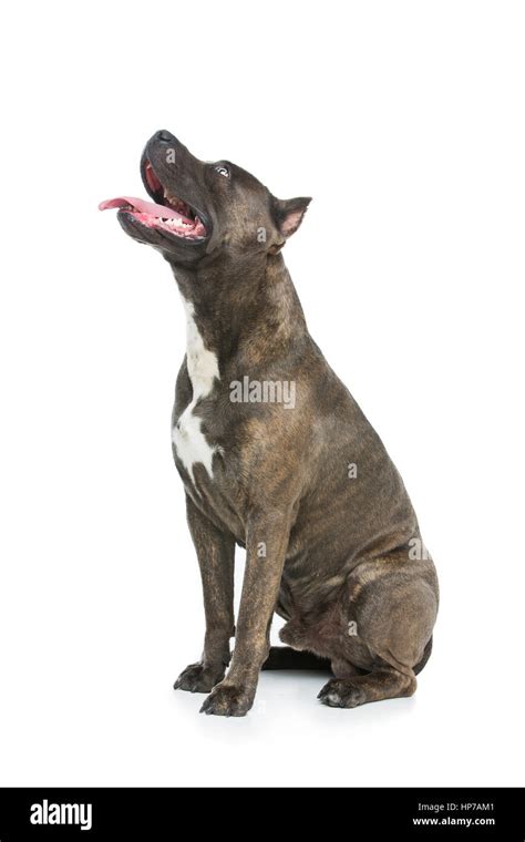 Blue Staffy High Resolution Stock Photography and Images - Alamy