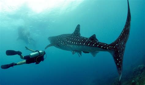 Diving with whale sharks - Australian Geographic