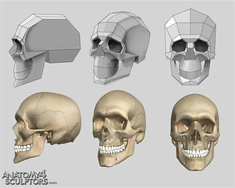 Simplified planes of skull | Skull reference, Skull anatomy, Anatomy reference