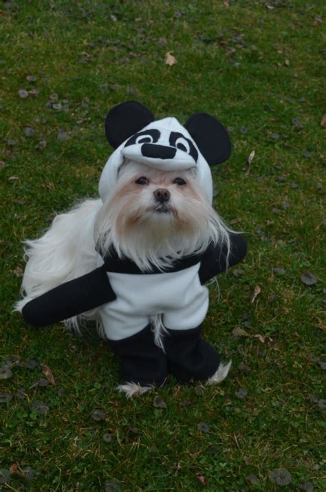 Adorable Panda Dog Costume for small breed dogs | Etsy