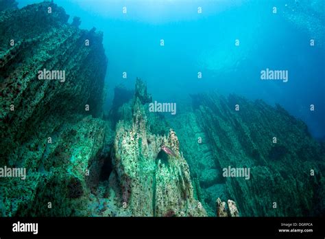 Barracuda Lake, underwater shot, Bancuan, Naturschutzgebiet Coron, Calamian Islands, Palawan ...