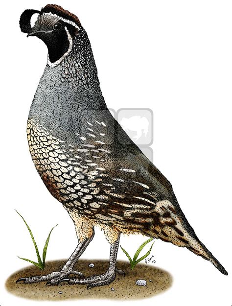 California Quail Drawing at PaintingValley.com | Explore collection of ...