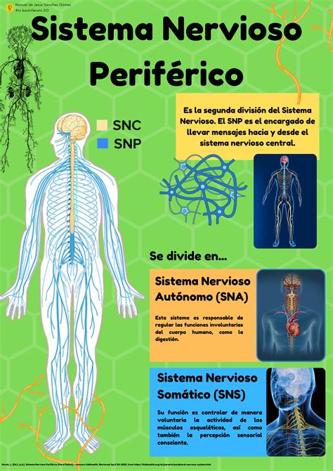 Definición, función y clasificación del Sistema Nervioso Periférico. Peripheral Nervous System ...