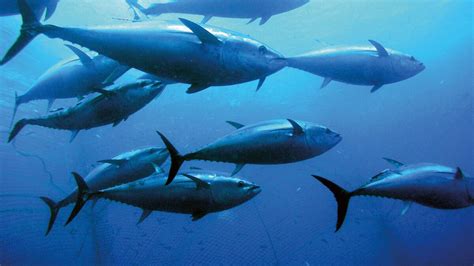 Bluefin Tuna | Marine & Freshwater Wiki | Fandom