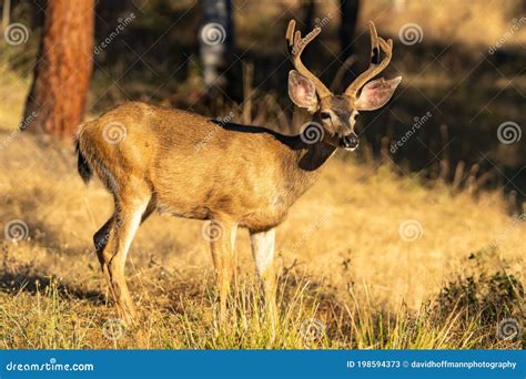 White-tailed Deer Buck with Antlers. Stock Image - Image of mammal, outside: 198594373