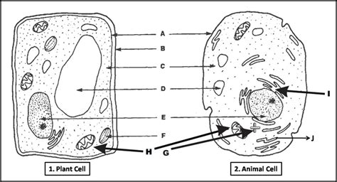 Cell Organelles - Structure and Function Diagram | Quizlet