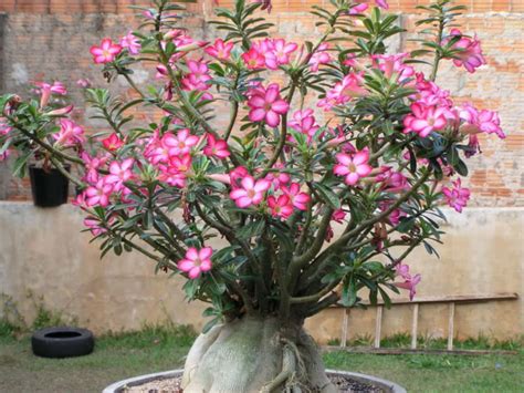 How to Care for Yellow Leaves on a Desert Rose (Adenium obesum) | World ...