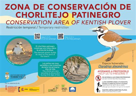 Extra protection for Kentish Plover on Torrevieja beaches - News, Sport, Information, Property ...