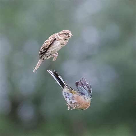 22 Tips for Photographing Birds in Flight | Photocrowd Photography Blog