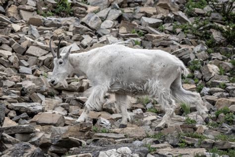 Wildlife Tracking Collar Stock Photos, Pictures & Royalty-Free Images ...