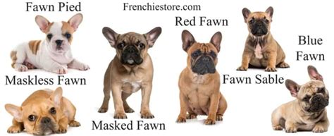 Fawn French Bulldog: 9 Amazing Frenchie Colors Revealed