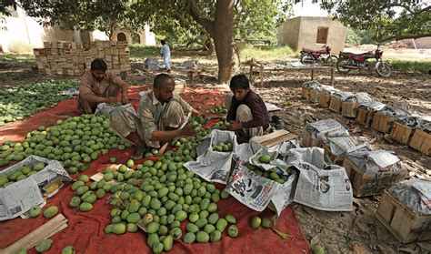 Pakistan begins mango export season by sending first air shipment to Europe | Arab News