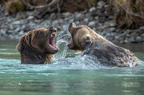 Wildlife & Bird Photography of Alaska - Jeff Schultz Photography