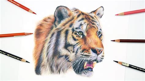 HOW TO DRAW A REALISTIC TIGER | Colored Pencil Tutorial - YouTube