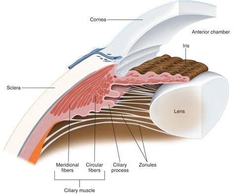 Optometry Club - Anatomy Of Ciliary Body