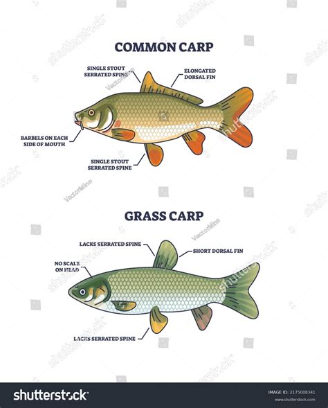 189 Barbel Fish Species Images, Stock Photos & Vectors | Shutterstock