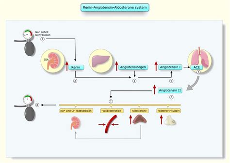 Aldosterone - Definition, Function and Quiz | Biology Dictionary