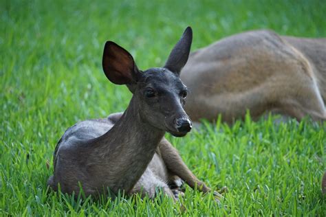 Black Deer: Have You Seen This Rare Color of a Common Animal?