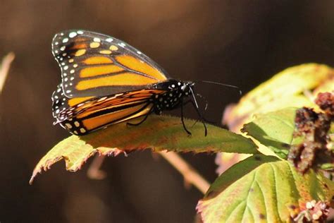 Monarch butterfly at Natural Bridges State Beach | Edward Rooks | Flickr