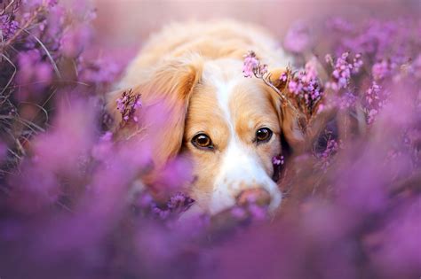 Puppies and Flowers Wallpapers (63+ images)