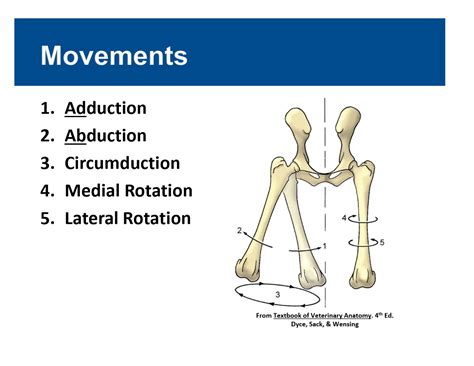 What Is Circumduction In Anatomy - Anatomical Charts & Posters