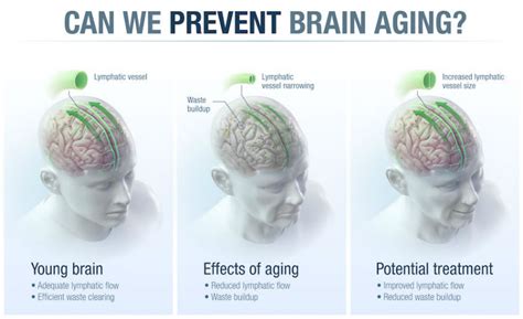 Brain discovery could block aging's terrible toll on the mind - Augusta Free Press