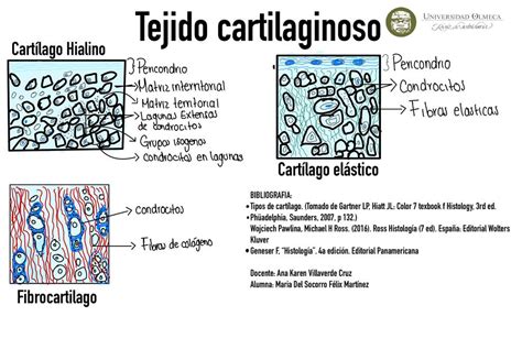 Infografía de tejido cartilaginoso | Mari Félix | uDocz