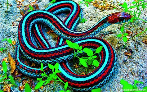 Pin on snakes | Beautiful snakes, Colorful animals, Pet snake