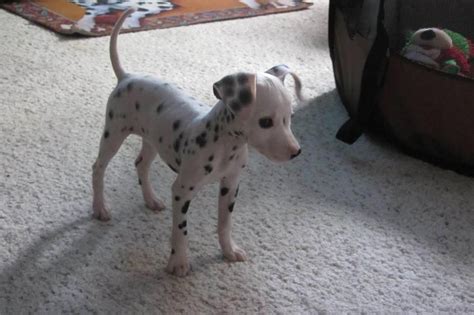 Pixel, the miniature dalmatian | Cute animals, Miniature dalmatian, Puppies