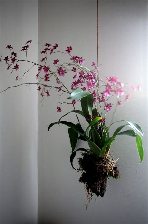 Hanging Orchid DIY | Gardenista Orchids Garden, Orchid Plants, Orchid Flower, Air Plants, Garden ...