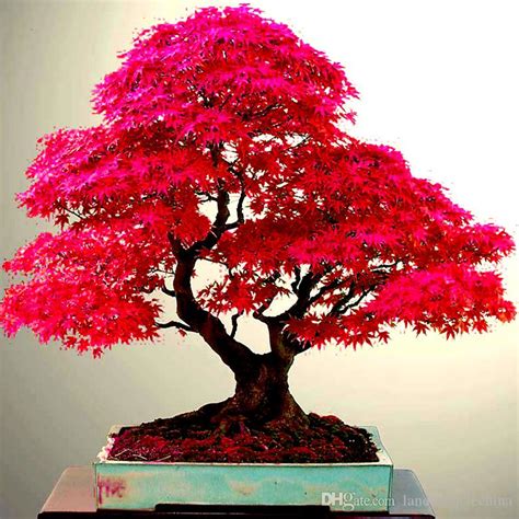 Japanese Maple in Barcelona? (RE) - Bonsai forum - Bonsai Empire