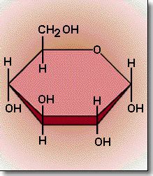 Biomacromolecules - 5-In-Jn's Biology Portfolio