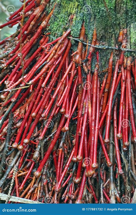 Red roots on a tree stock photo. Image of south, wildlife - 177881732