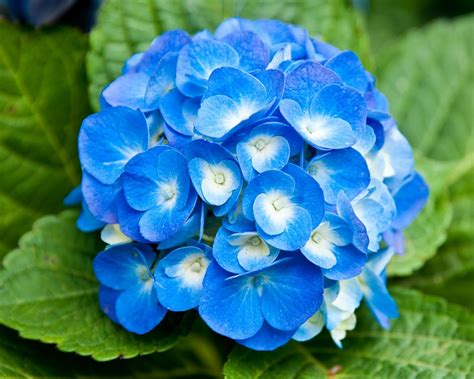 Light Blue Flower Wallpaper - WallpaperSafari