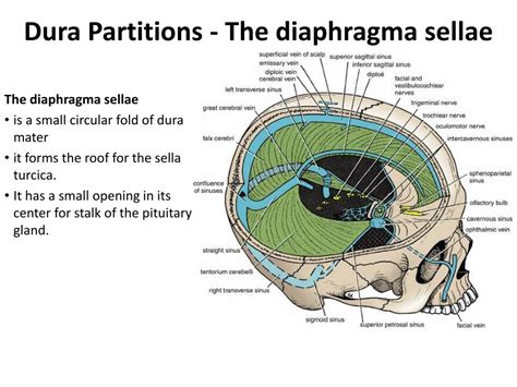 PPT - The Meninges PowerPoint Presentation, free download - ID:4876527