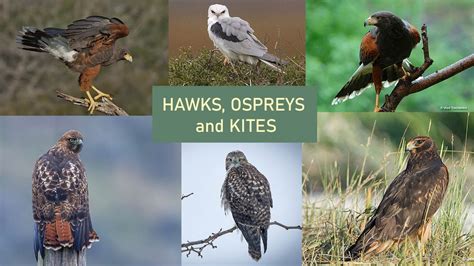 18 Types of Hawks in the United States [Complete ID Guide]