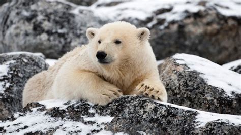 Life in the north: our top 6 Arctic wildlife experiences | The Good Times by Intrepid