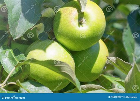 Apple Tree, Green Apples on the Tree Stock Image - Image of green ...