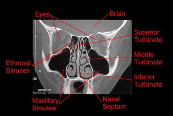 Nasal anatomy and physiology