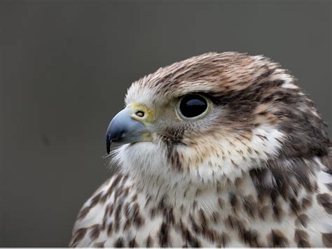 Hybrid Falcon Photograph by Erin Morie - Fine Art America