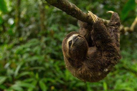 Peruvian Three-toed Sloth in the Amazon Chilling Out | Sloth, Three toed sloth, Sloth pictures