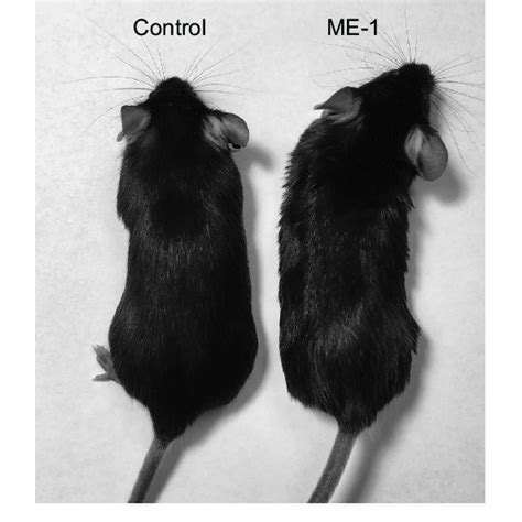 After 1 week of ME-1 administration, C57BL/6J mice presented a... | Download Scientific Diagram