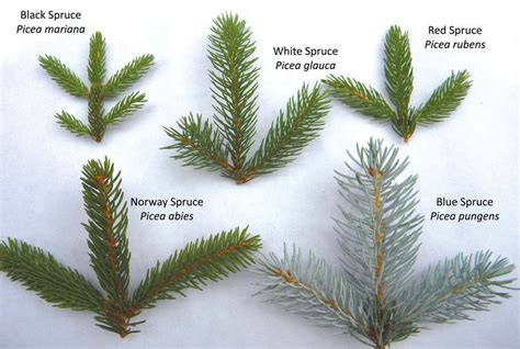 Spruce Up Your ID Skills | Autumn 2011 | Knots and Bolts | Tree identification, Tree id, Trees ...