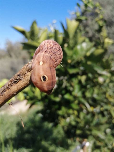 Caterpillar with eyes : r/pics