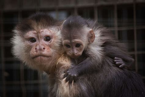 Adorable Capuchin Monkey Born at U.K. Zoo — See Photos | PEOPLE.com