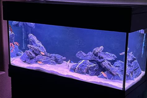 New Mbuna tank | Cichlid Fish Forum