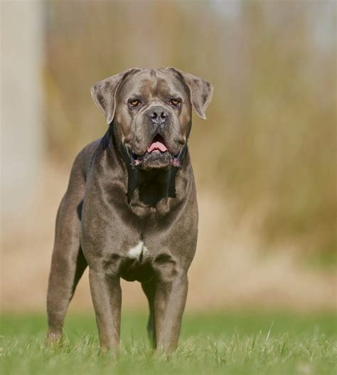 Cane Corso Colors: All 12 Common & Rare Colors | Puplore