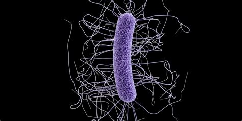 C. diff (Clostridioides difficile)